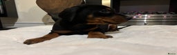Dobermann dogs for sale: Stunning KC Dobermans champion bloodlines  - Advert 39