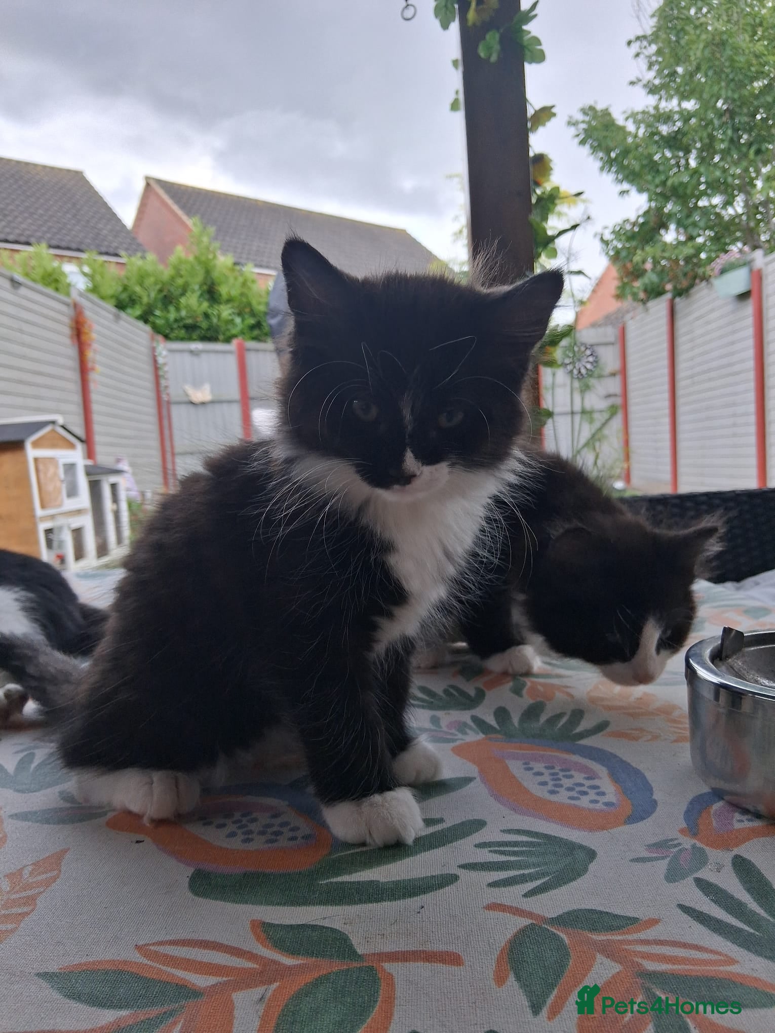 Mixed Breed cats for sale: 1 boy and 2 girls black and white ( tuxedo) - Advert 17