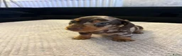 Miniature Dachshund dogs for sale: 3 beautiful dachshund pups  - Advert 8