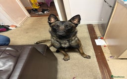 Belgian Shepherd Dog dogs for sale: Belgian mallinois  - Image 1