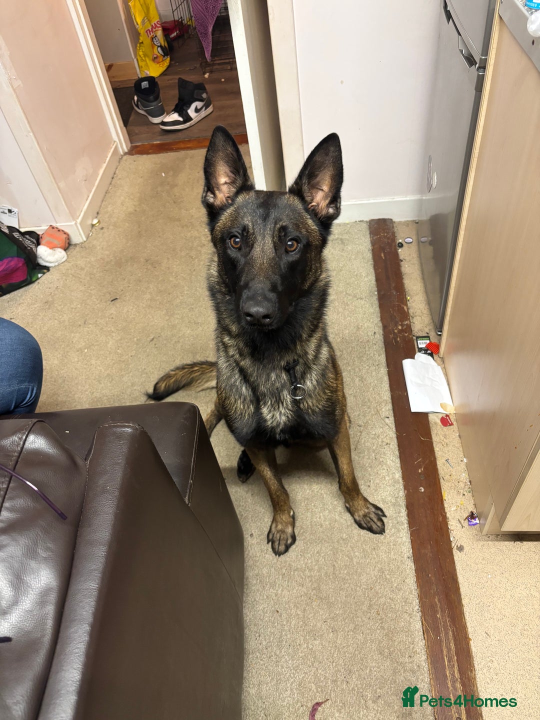 Belgian Shepherd Dog dogs for sale: Belgian mallinois  - Image 1