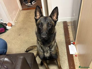 Belgian Shepherd Dog dogs - Advert 2