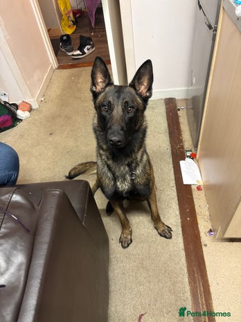 Belgian Shepherd Dog dogs - Advert 2