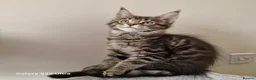 Maine Coon cats for sale: Licensed breeder-maine coon kittens - Advert 13