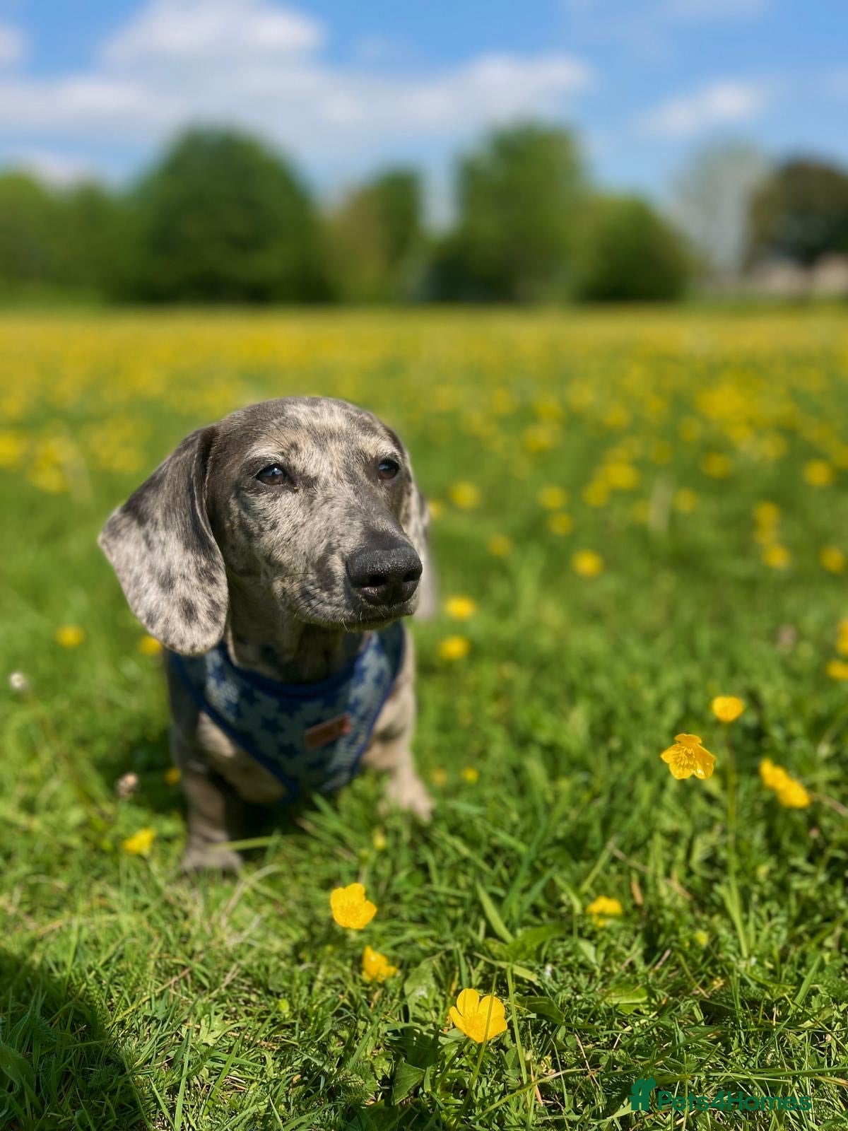 Miniature Dachshund dogs KC Reg, Miniature Dachshund available for stud   - Advert 10