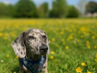 Miniature Dachshund dogs KC Reg, Miniature Dachshund available for stud - Advert 2