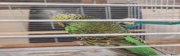 Budgerigars birds for sale: Pair of beautiful budgies for sale  in Nottingham - Advert 6