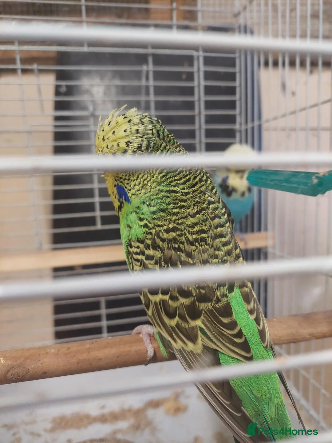 Budgerigars birds for sale: Pair of beautiful budgies for sale  in Nottingham - Advert 6