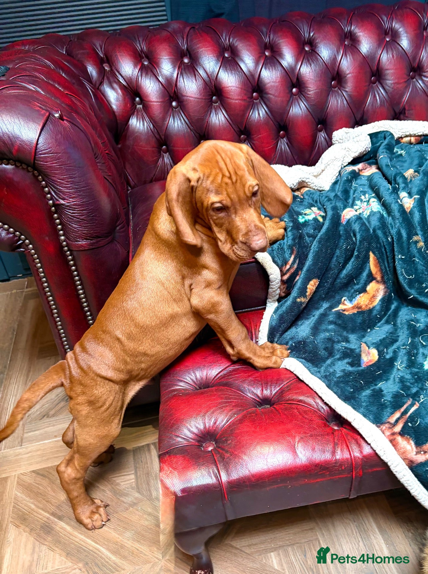 Hungarian Vizsla dogs Vet approved ready to collect.KC Hungarian Vizslas - Advert 4