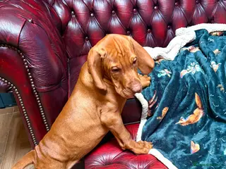 Hungarian Vizsla dogs Vet approved ready to collect.KC Hungarian Vizslas - Advert 4