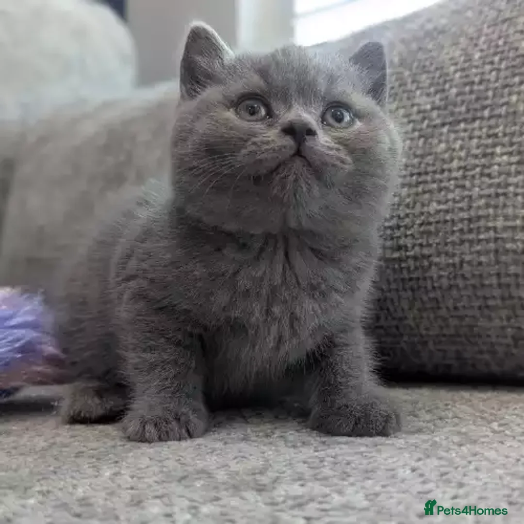 British Shorthair cats for sale: British Shorthair Kittens for sale - Advert 3