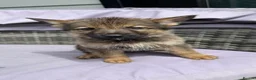 German Shepherd dogs for sale: 10 beautiful German shepherd puppies - Advert 3