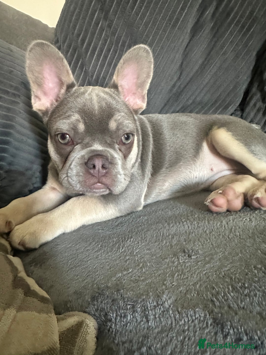 Dachshund dogs for sale: READ AD -Miniature daschund and Isabella Frenchie  - Image 5