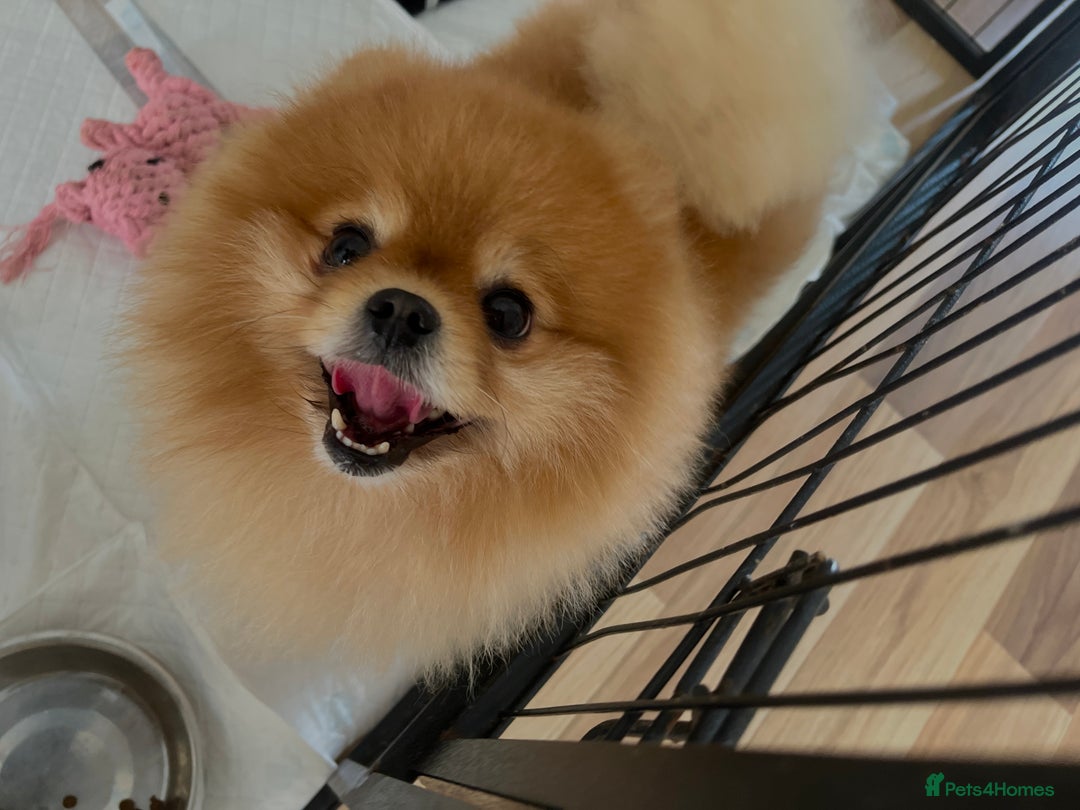 Pomeranian dogs for sale: Pomeranian teddy bear face puppies🐶 - Advert 22
