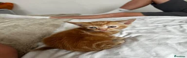 Ginger/Blonde boy 1