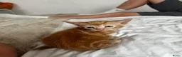 American Shorthair cats for sale: 2 Ginger/Blonde boys , 4 calico girls - Advert 8