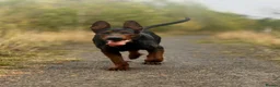 Chinese Red Dog dogs for sale: BEAUIFUL CHINESE RED DOG PUPS - Advert 8