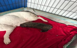 Staffordshire Bull Terrier dogs for sale: Staffordshire terrier  - Image 4