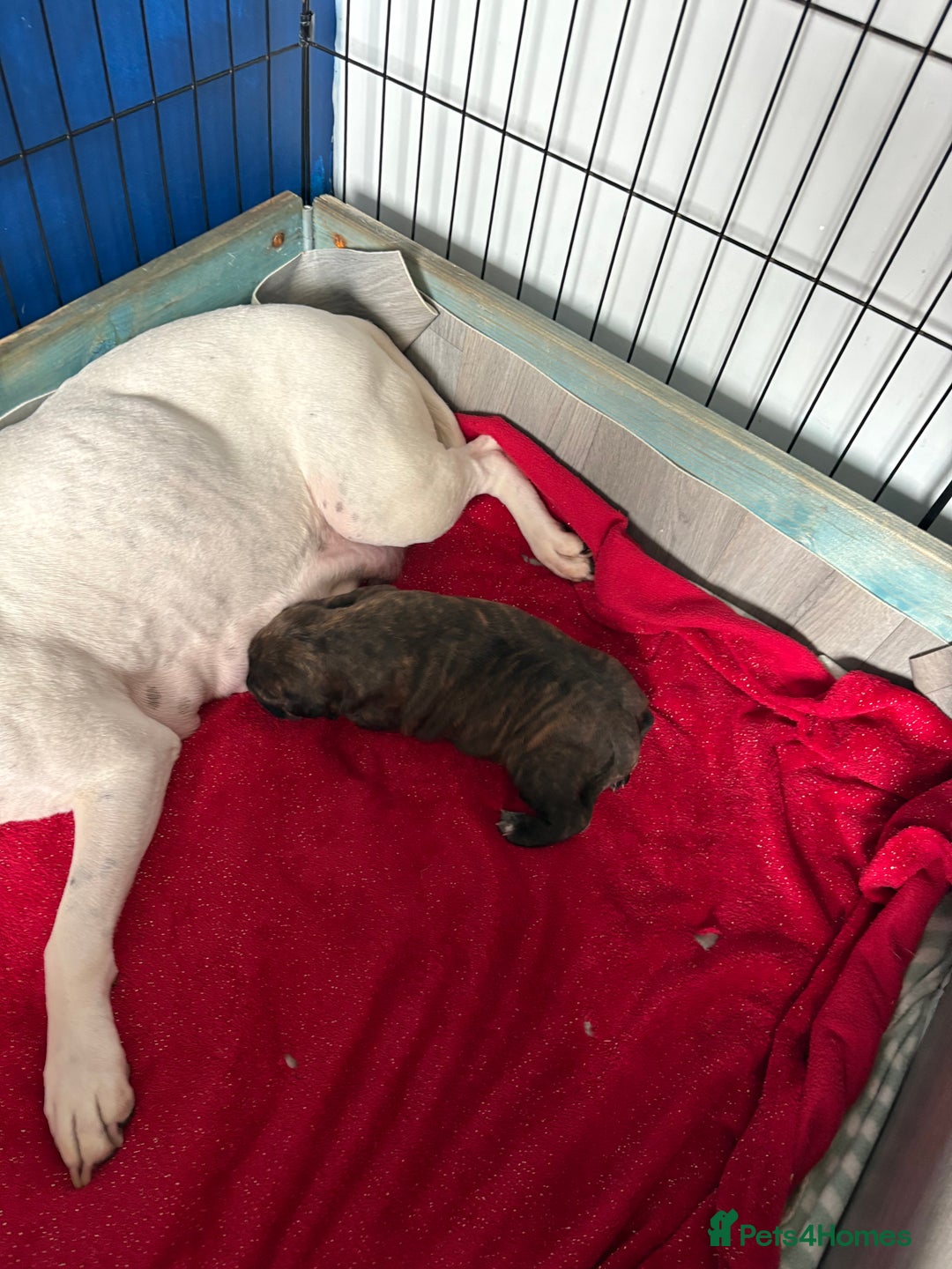 Staffordshire Bull Terrier dogs for sale: Staffordshire terrier  - Image 4