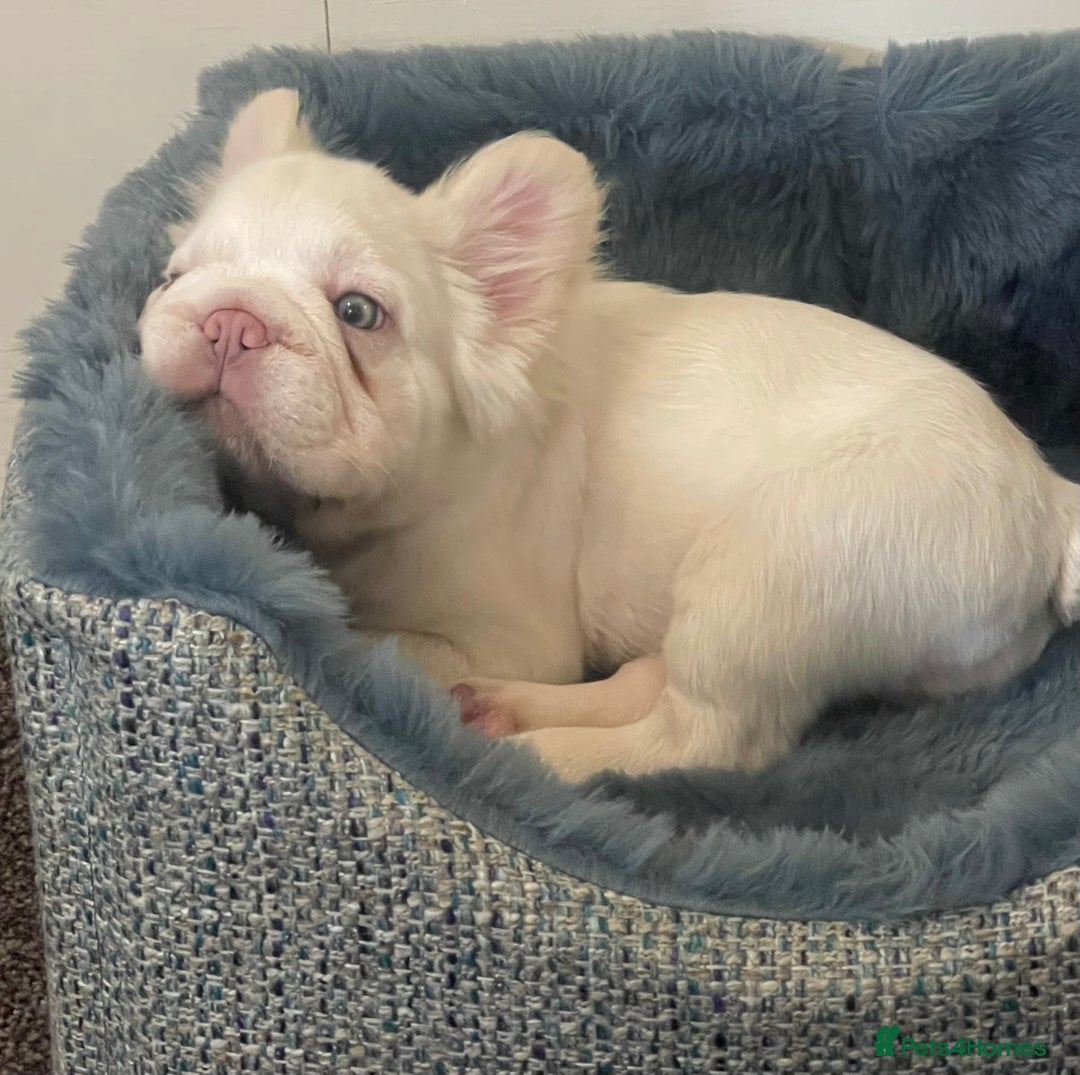 French Bulldog dogs for sale: Platinum fluffy frenchy pup female famous kc reg - Advert 3