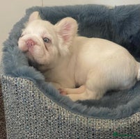 French Bulldog dogs Platinum fluffy frenchy pup female famous kc reg - Advert 5