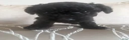 Toy Poodle dogs for sale: 3 Beautiful toy poodle puppies  - Advert 5