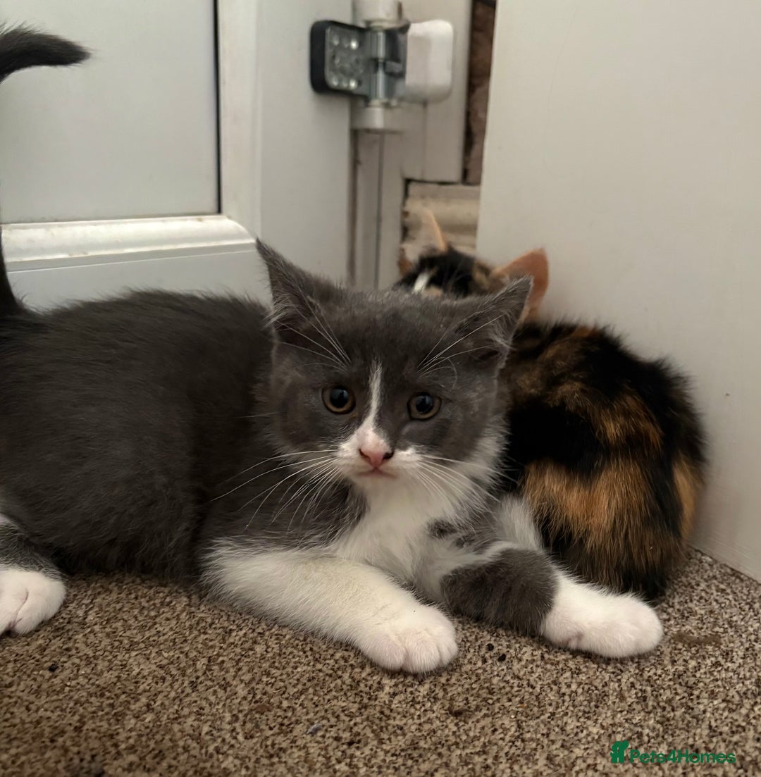 Chartreux cats for sale: Two male grey chartreuse kittens  - Image 2