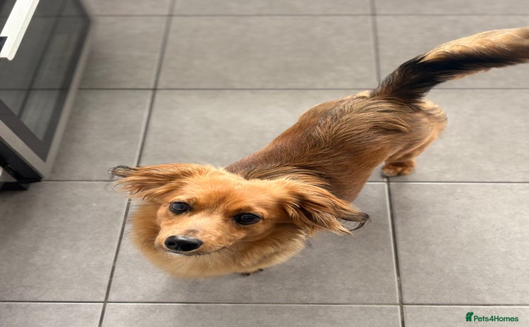 Miniature Dachshund dogs - Advert 2