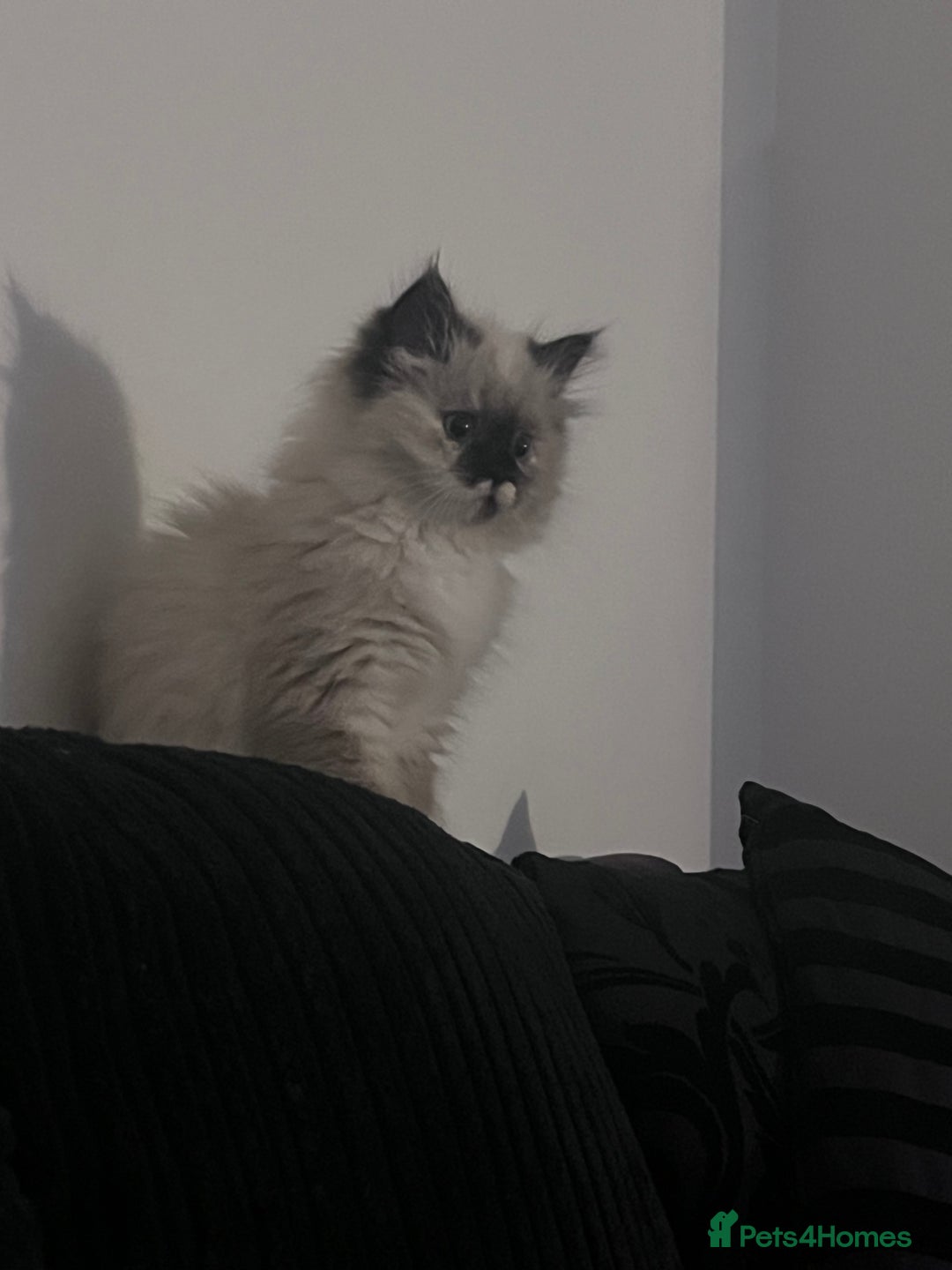 Ragdoll cats for sale: Beautiful female ragdoll kitten - Image 2