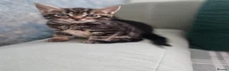 Mixed Breed cats for sale: Kittens  - Advert 8