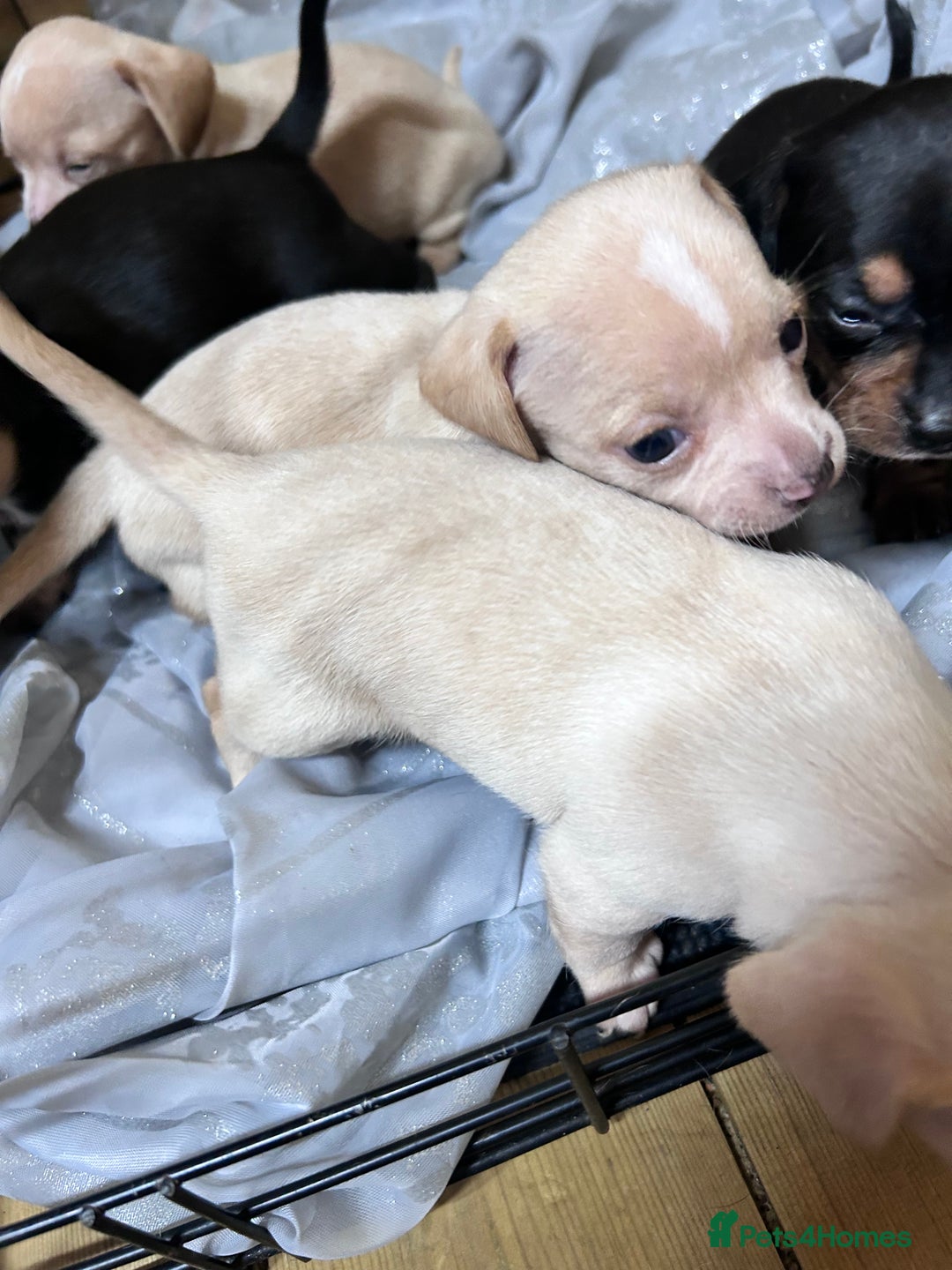 Mixed Breed dogs for sale: Chiweenie puppies  - Image 4