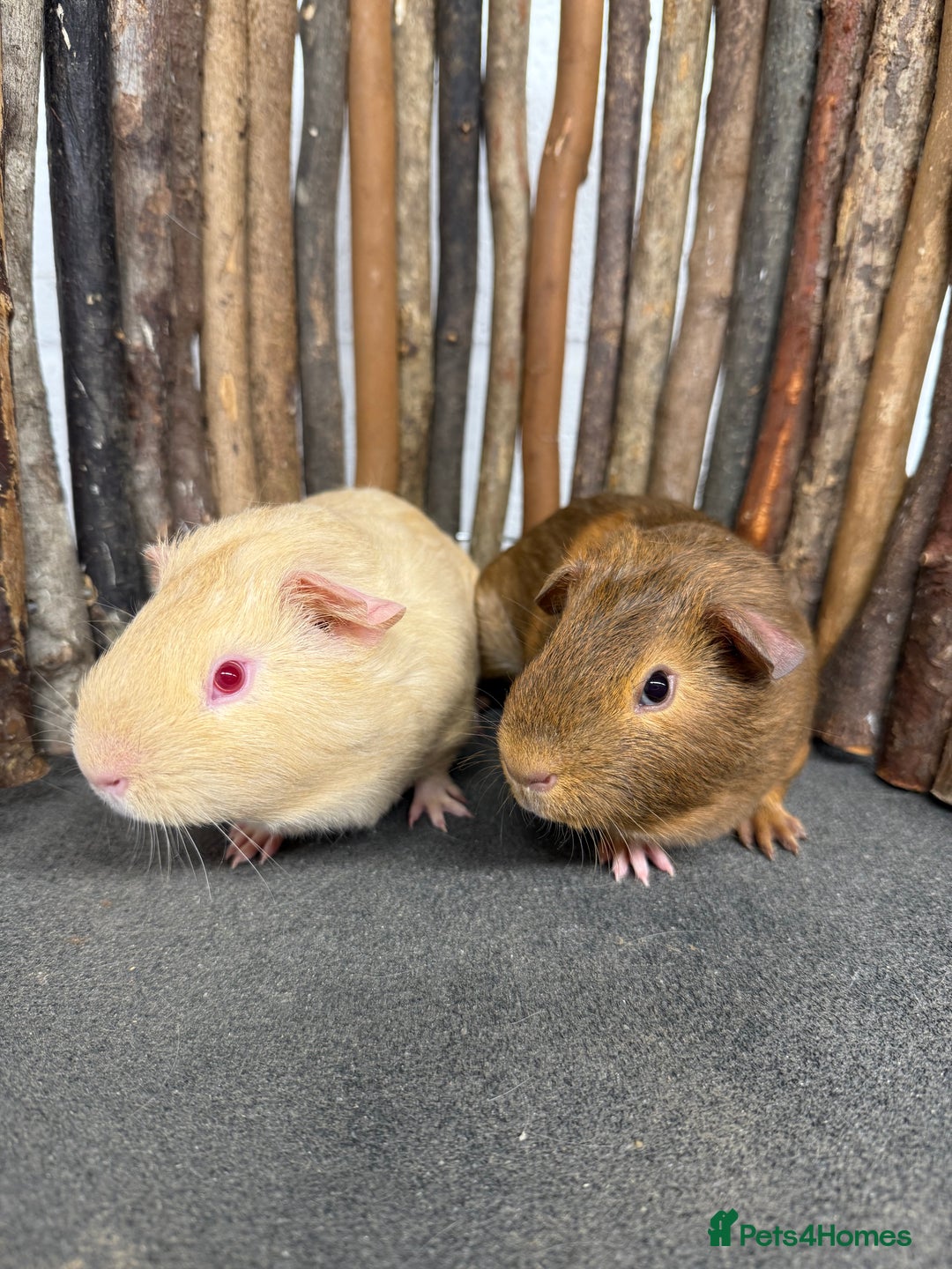 Guinea Pig rodents for sale: Baby guinea pigs for sale! - Advert 3