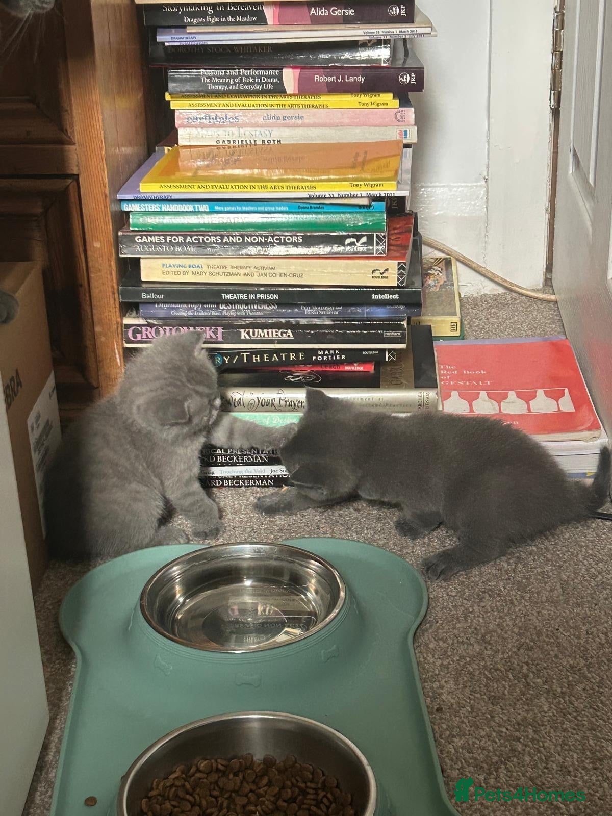 British Shorthair cats Gorgeous British shorthair kittens - Advert 2