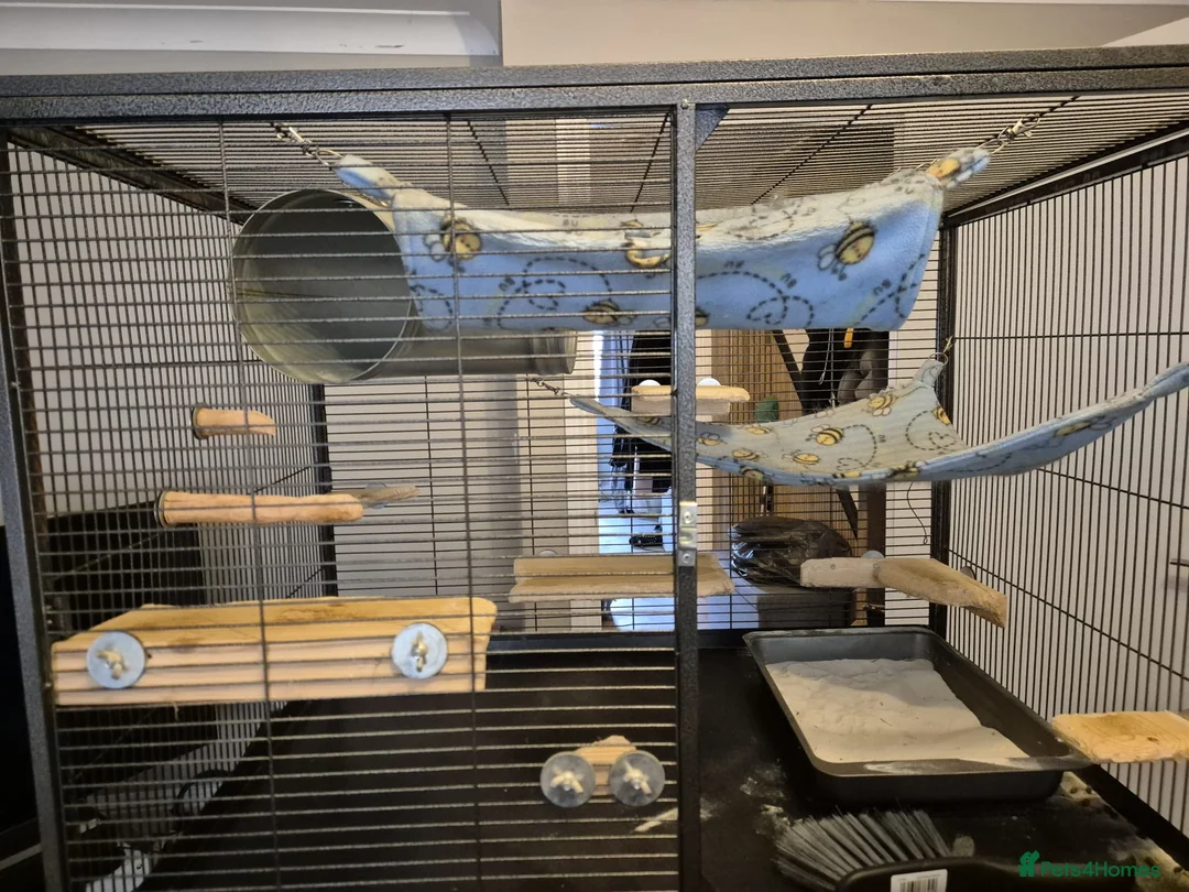 Chinchilla rodents for sale: 5 yr old chinchilla large cage everything he needs in Okehampton - Advert 6