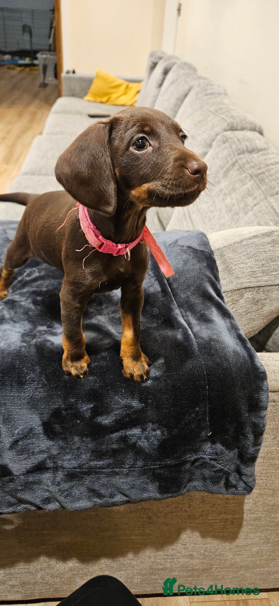 Mixed Breed dogs for sale: Beautiful Jackapoo puppies for sale- Available now - Advert 4