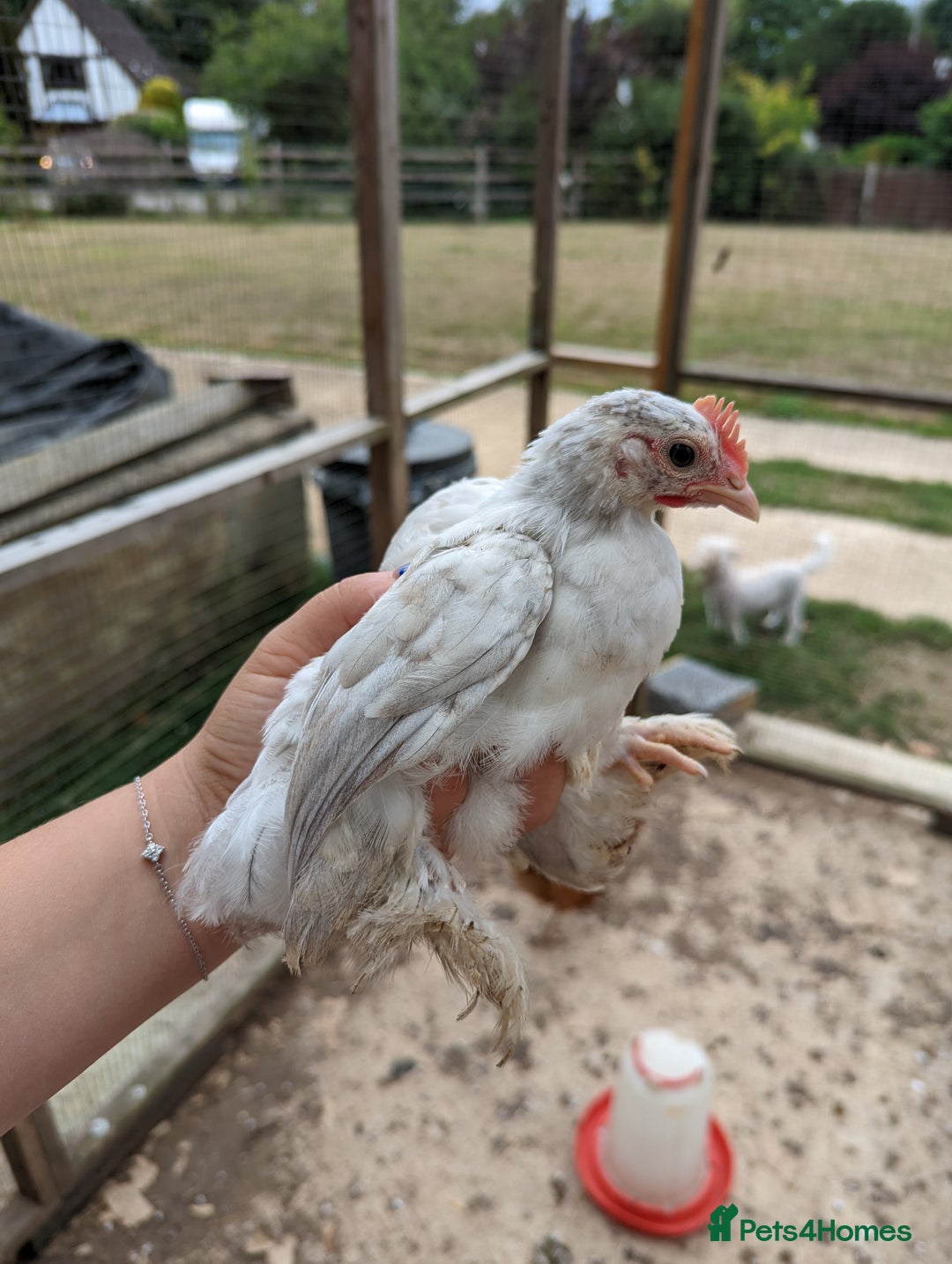 Chickens poultry for sale: FREE - Pure colour pekin bantam cockerels - Image 4