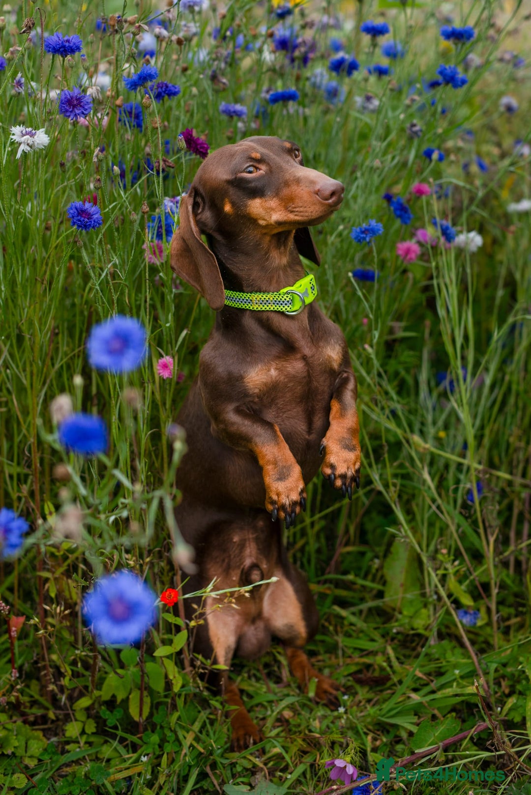 Dachshund dogs for sale: KC Miniature dachshunds puppies  - Image 24