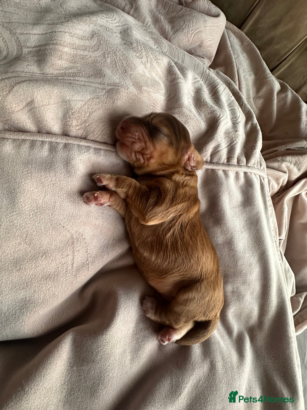 Cockapoo dogs for sale: Beautiful Cockerpoo puppies - Image 14