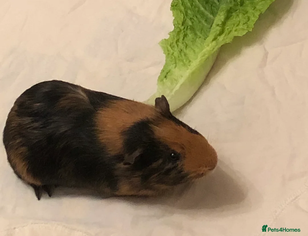 Guinea Pig rodents for sale: Lovey is looking for a new best friend  in Cranbrook - Advert 1