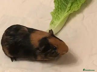 Guinea Pig rodents Lovey is looking for a new best friend - Advert 11