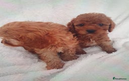 Cavapoo dogs for sale: Toy cavapoos f1  - Image 7
