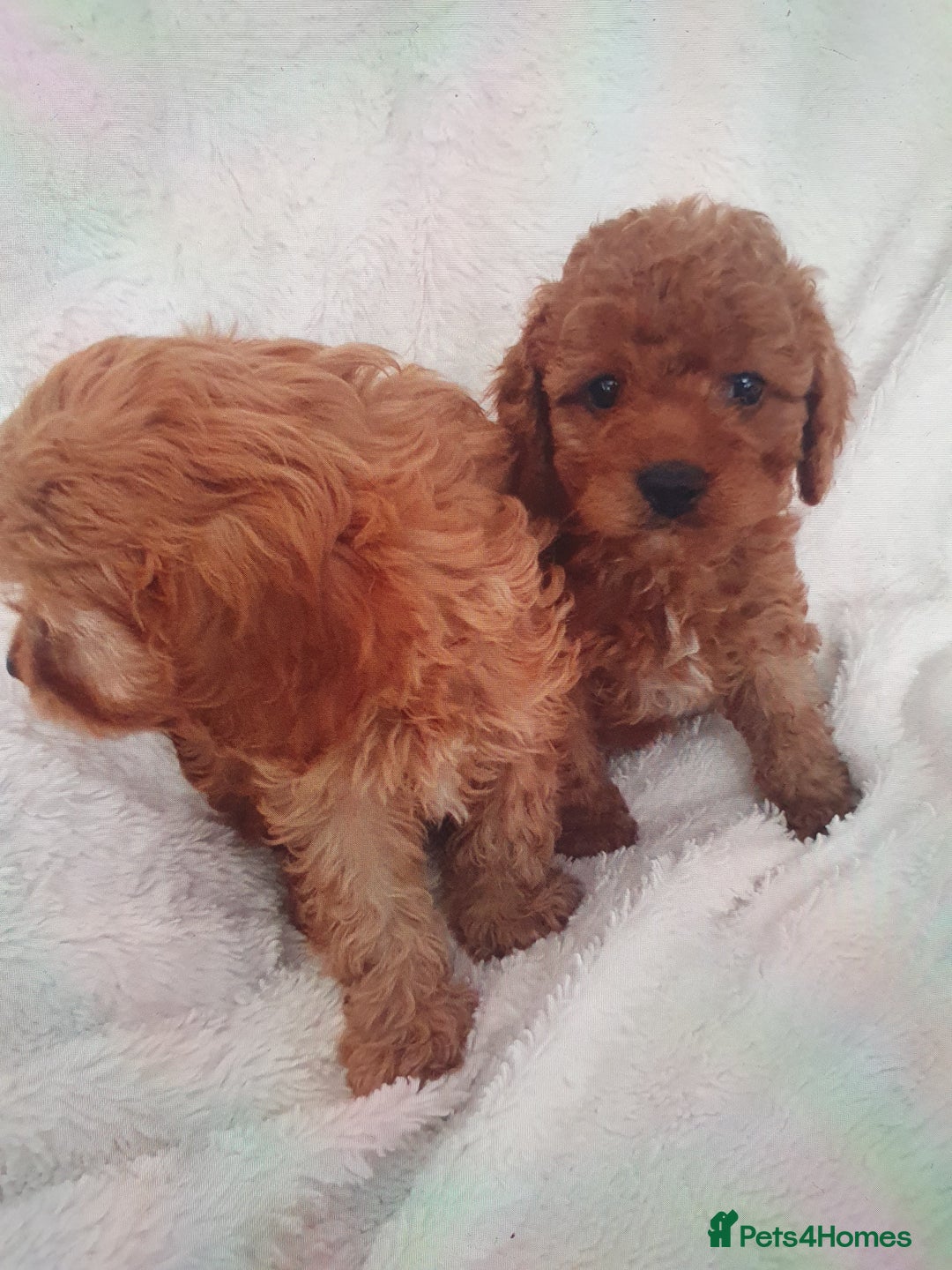 Cavapoo dogs for sale: Toy cavapoos f1  - Image 7