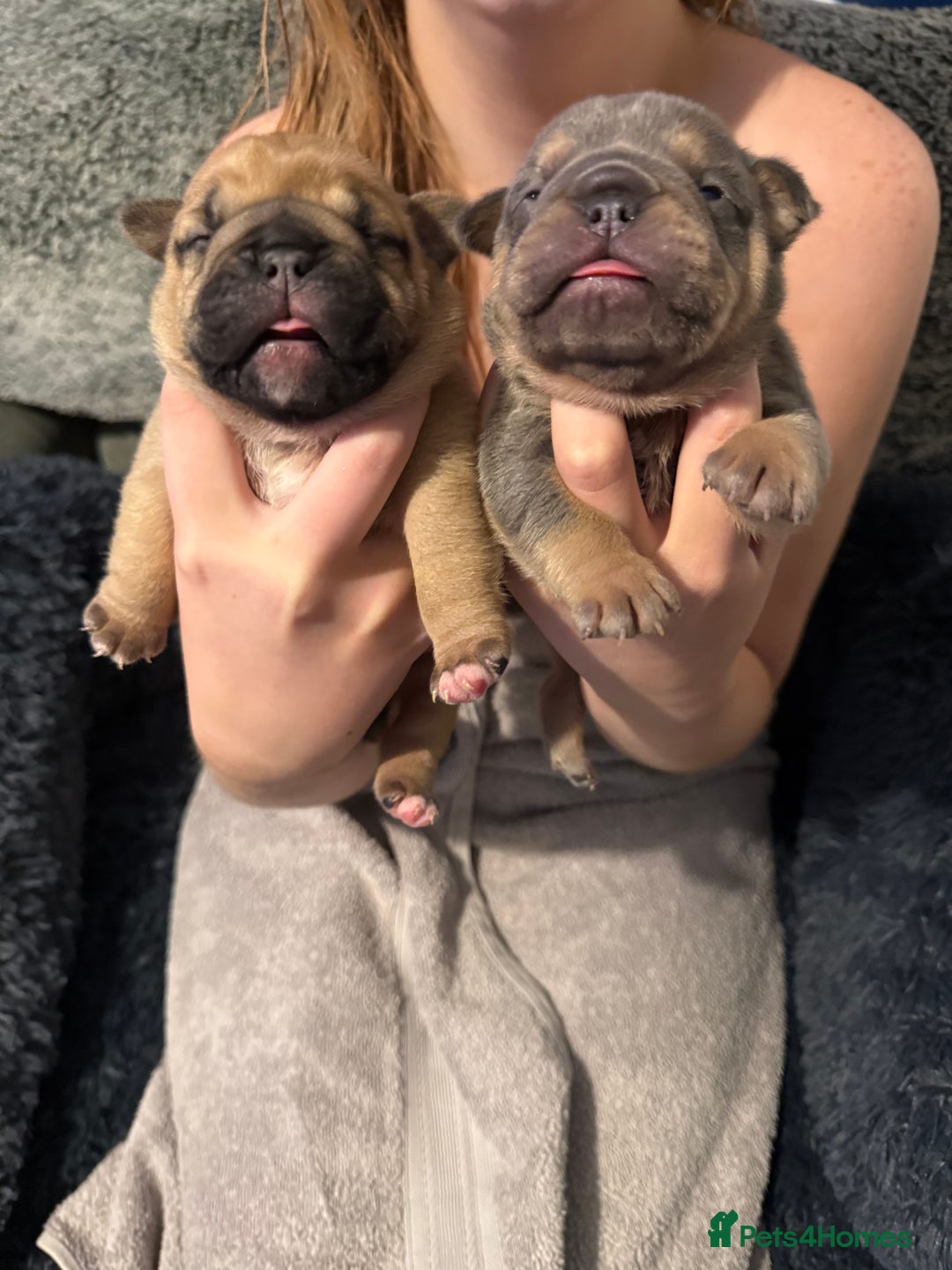 Mixed Breed dogs for sale: 3 girls 1 boy pup for sale - Advert 11