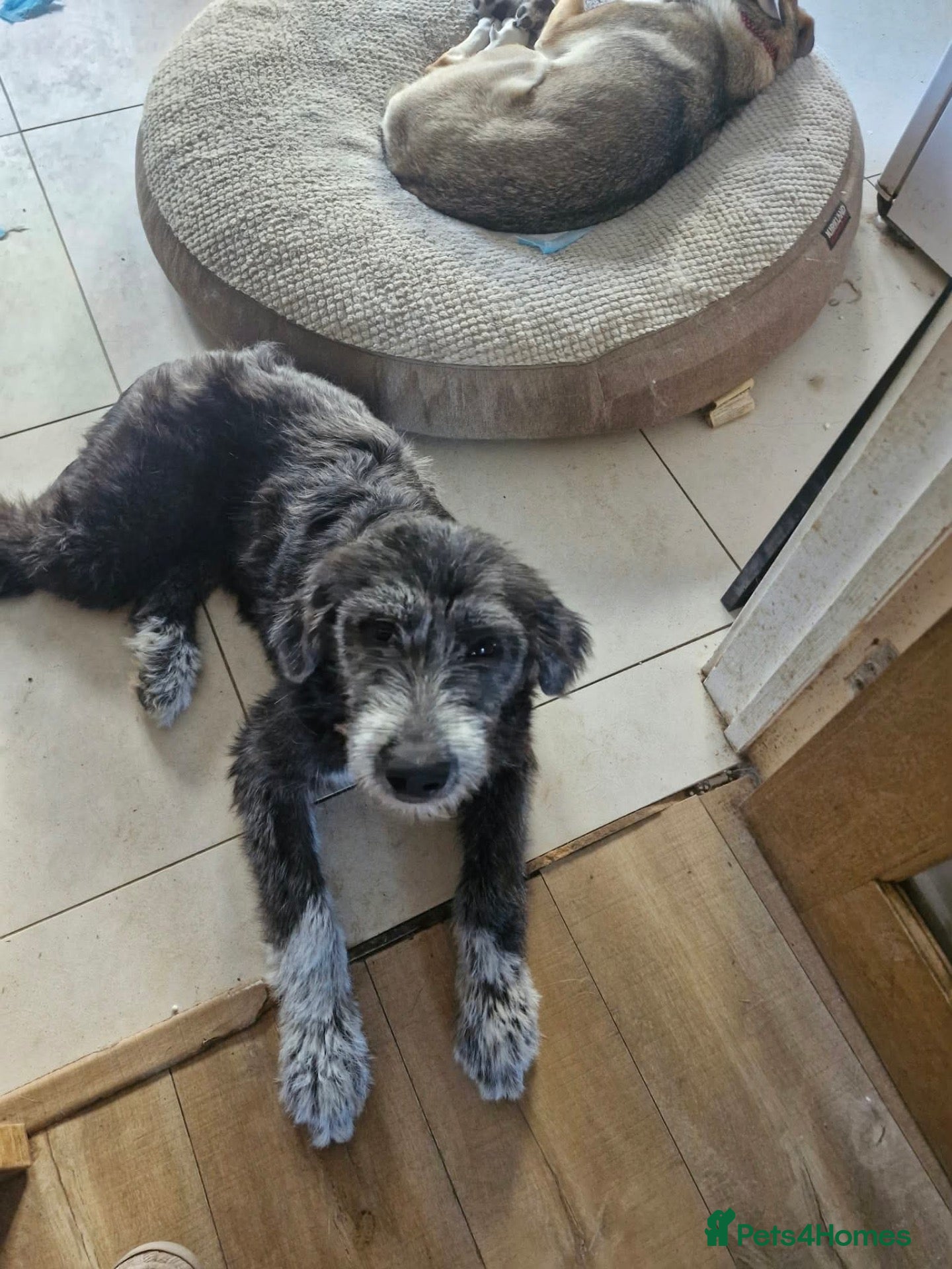 Mixed Breed dogs for adoption: Jessie 🩷 - Advert 13
