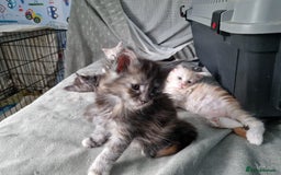 Maine Coon cats for sale: Stunning Maine Coon kittens - Image 12