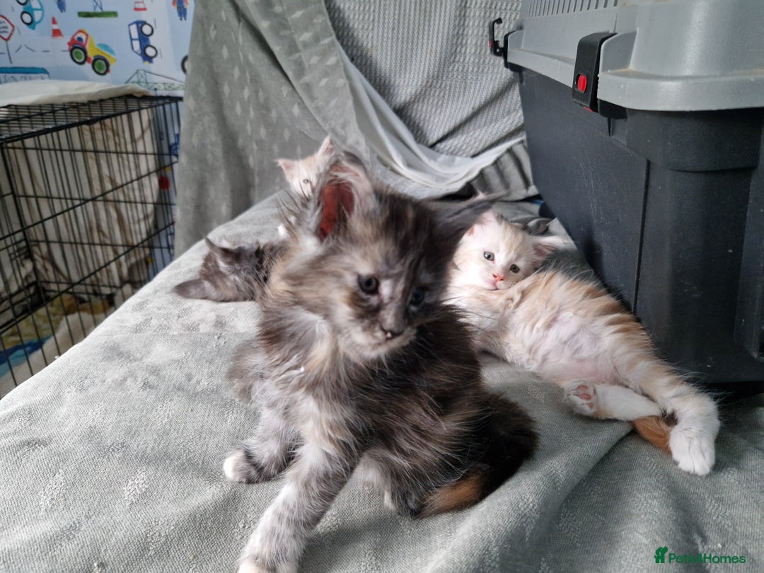 Maine Coon cats for sale: Stunning Maine Coon kittens - Image 12