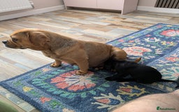 Mixed Breed dogs for sale: Gorgeous Black Poogledoodles Kid-Friendly Beauties - Image 7