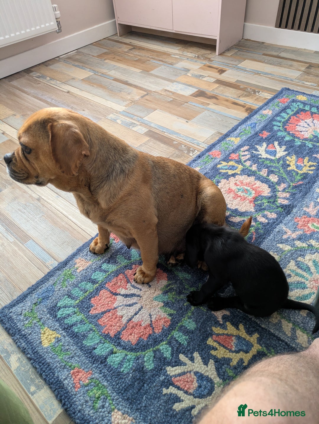 Mixed Breed dogs for sale: Gorgeous Black Poogledoodles Kid-Friendly Beauties - Image 7