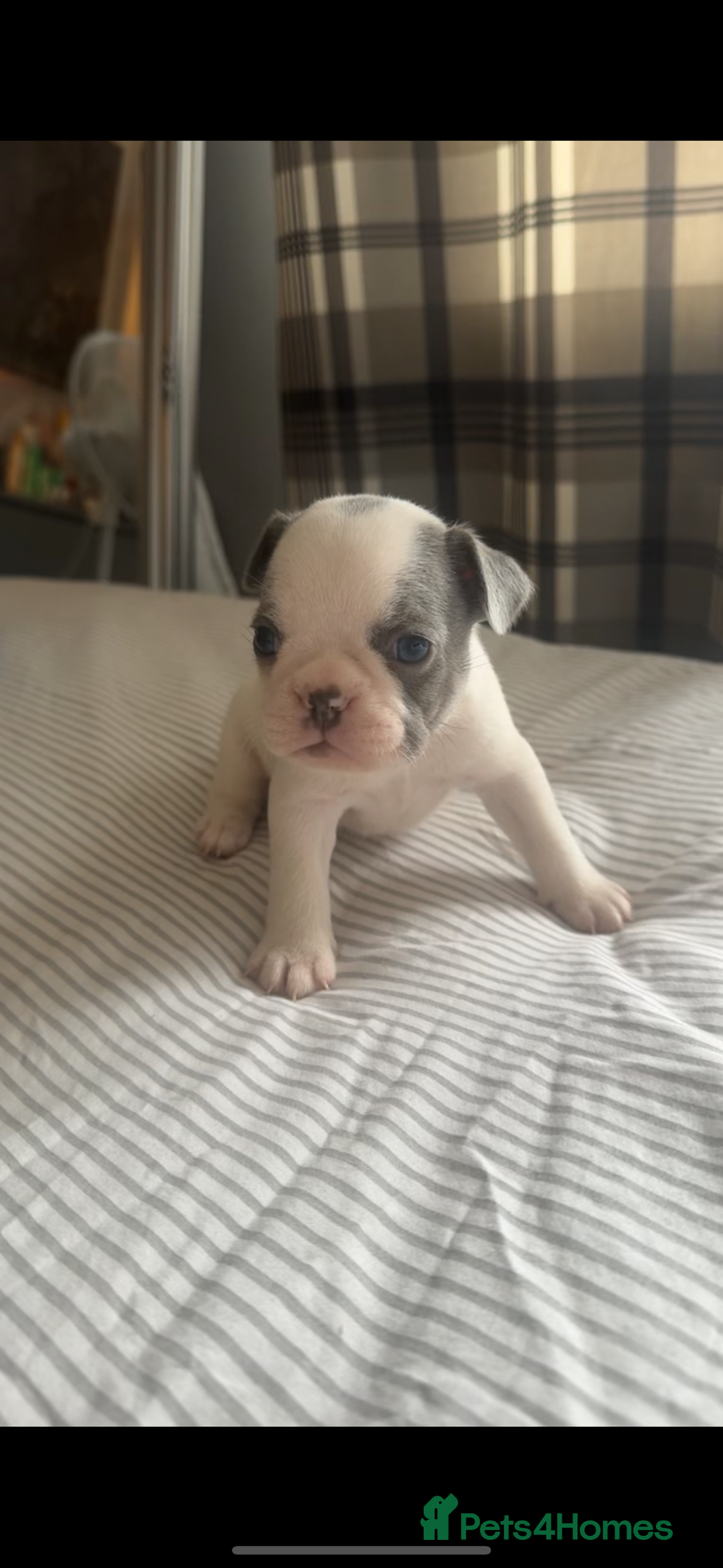 French Bulldog dogs for sale: 2 KC Reg’d French Bulldog Pups For Sale Left - Image 12