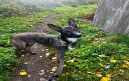 Mixed Breed dogs for sale: Belgian malinois x lurcher 10 months  - Image 1